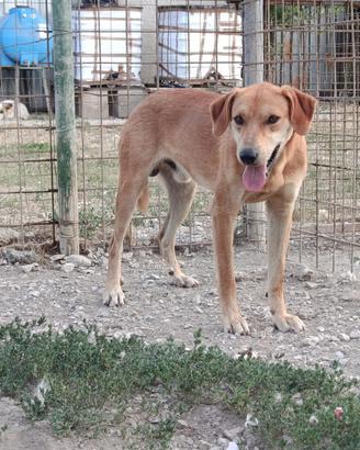 Cane maschio in adozione