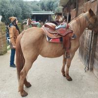 Cavallo