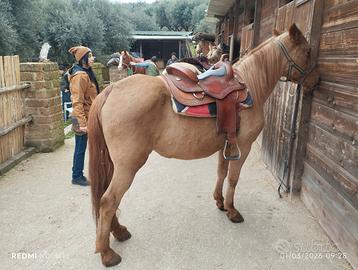 Cavallo
