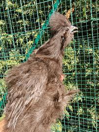 Galline Moroseta e Olive egg
