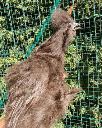 Galline Moroseta e Olive egg