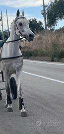 Arabo castrone