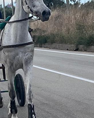 Arabo castrone