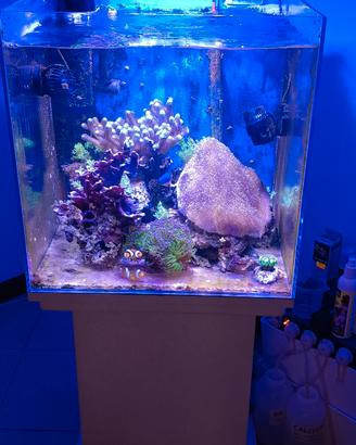 Acquario Marino completo 
