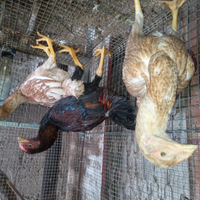 Combattente malese x O-Shamo