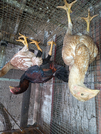 Combattente malese x O-Shamo