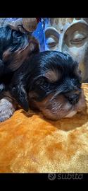 Cavalier king cuccioli con pedegree