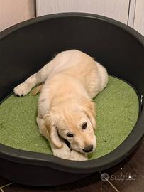 Golden retriver