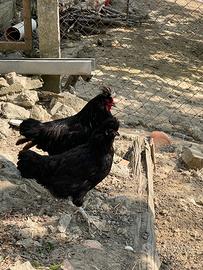 Galline di Polverara, padovana