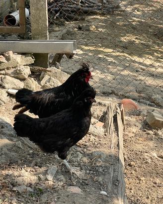 Galline di Polverara, padovana