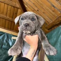 Cuccioli cane corso