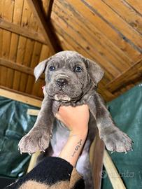 Cuccioli cane corso