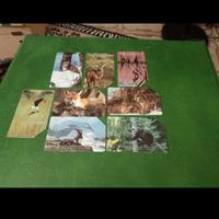 Serie Animali nei Parchi 