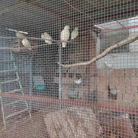 Piccioni bianchi in purezza