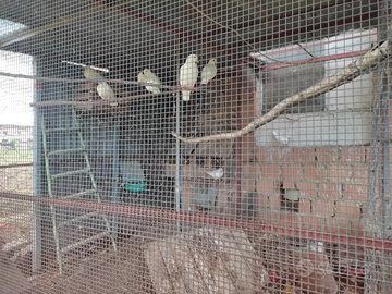 Piccioni bianchi in purezza