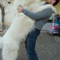 Cuccioli Cane da Montagna dei Pirenei Disponibili