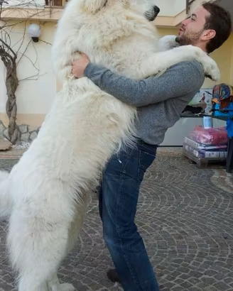 Cuccioli Cane da Montagna dei Pirenei Disponibili