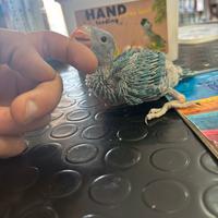 Parrocchetto dal collare