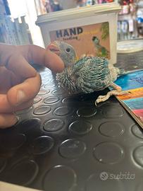 Parrocchetto dal collare