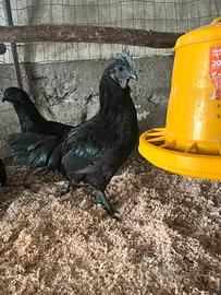 Ayam Cemani