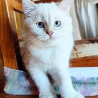 Cucciolo Scottish STRAIGHT British SHORTHAIR