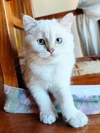 Cucciolo Scottish STRAIGHT British SHORTHAIR