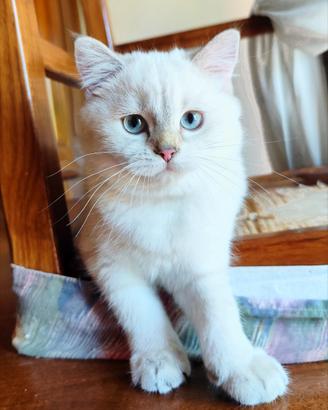 Cucciolo Scottish STRAIGHT British SHORTHAIR