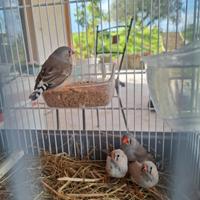 Diamantini maschi e femmine