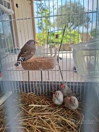 Diamantini maschi e femmine