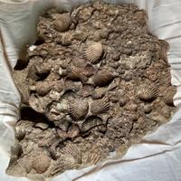Eccezionale lastra con conchiglie fossilizzati