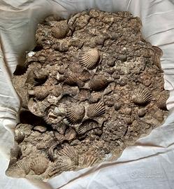 Eccezionale lastra con conchiglie fossilizzati