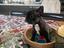 Immagine 6