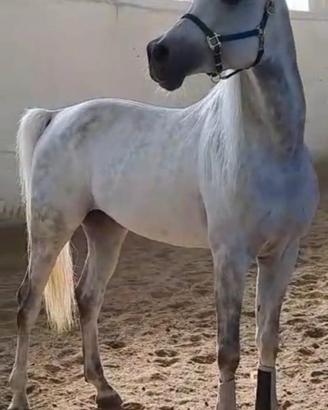 Cavallo arabo, psa
