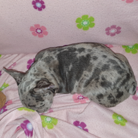 Bulldog francese merle