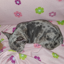 Bulldog francese merle