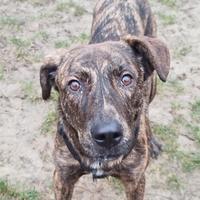 Cucciolone maschio meticcio in adozione