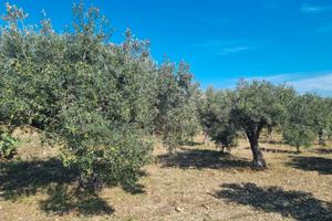 Terreno più magazzino