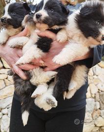 Cucciole di Border collie di due mesi