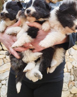 Cucciole di Border collie di due mesi