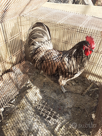 Arem .Australop 1Gallo 4 Galline