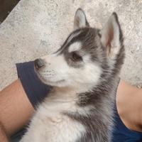 Siberian husky