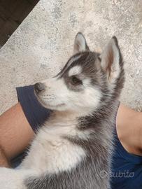 Siberian husky