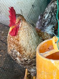 Galline legbar uova azzurre