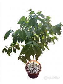 Pianta di Caffe