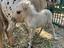 Immagine 2