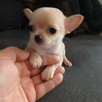 Chihuahua mini mini toy