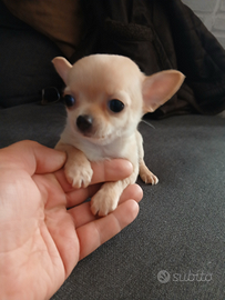 Chihuahua mini mini toy