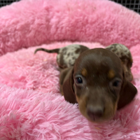 Bassotto maschio Choco tan