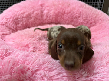 Bassotto maschio Choco tan