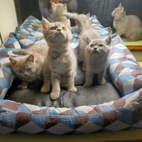 Gattini british shortair, longhair e scottish fold